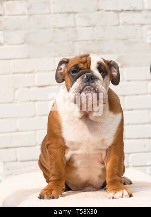 Sehr niedlich Englisch Bulldogge Welpen rote und weiße Farbe sitzt und vorsichtig nach vorne und ernsthaft auf der Suche Stockfoto