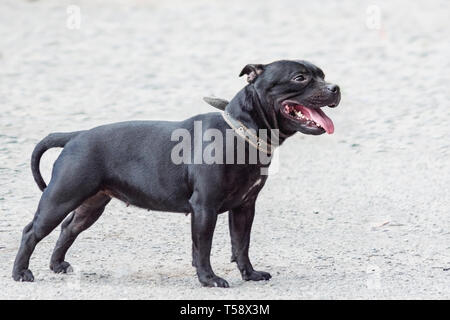 Schöner Hund Portrait in glatten grauen Hintergrund. smiling dog Englisch Staffordshire Bull Terrier close-up Stockfoto