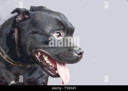 Schöner Hund Portrait in glatten grauen Hintergrund. smiling dog Englisch Staffordshire Bull Terrier close-up auf der Suche von links nach rechts Stockfoto