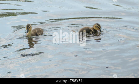 Küken Enten schwimmen in einem See Stockfoto