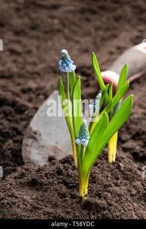 Bunte muscari Blumen auf den Boden. Stockfoto