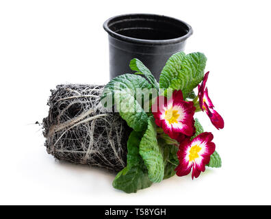 Bunte Primeln mit Wurzeln isoliert auf weißem Stockfoto