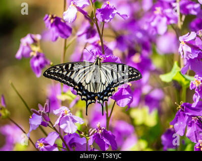 Eine asiatische Schwalbenschwanz Schmetterling, Papilio xuthus, Feeds von jährlichen Ehrlichkeit Blumen entlang eines kleinen Feuchtgebiet in einem japanischen Wald erhalten. Stockfoto