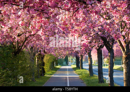 Avenue der blühenden Kirschbäume im Frühjahr in der Innenstadt von Magdeburg in Deutschland Stockfoto