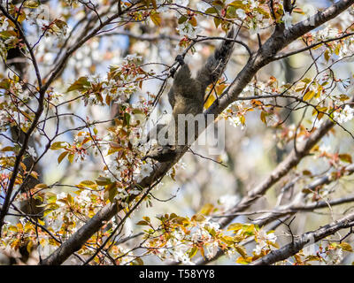 Eine Vielzahl von Pallas der Eichhörnchen, Callosciurus erythraeus, Grünfutter für Lebensmittel in einer japanischen Kirschbaum. Native zu viel von Südostasien, ist es betrachten Stockfoto