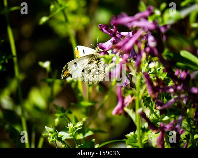 Eine gelbe Spitze, Anthocharis scolymus, Schmetterling visits Wildblumen in einem japanischen Wald. Stockfoto