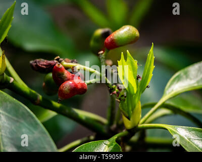 Aucuba Beeren auf eine aucuba japonica, oder Japanischen laurel Bush. Diese Büsche haben oft Blätter gefleckt und roten Beeren wie diese produzieren. Stockfoto