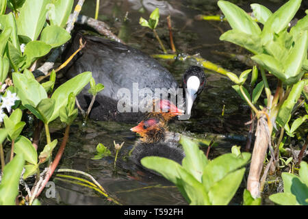 Blässhuhn (Fulica atra) Füttern junge Küken im Frühling, Großbritannien Stockfoto