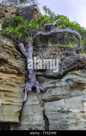 Feigenbaum von Riss in einer felsigen Klippe Stockfoto