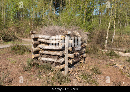 Fehler bei RSPB Farnham Heide in Surrey, Großbritannien Stockfoto