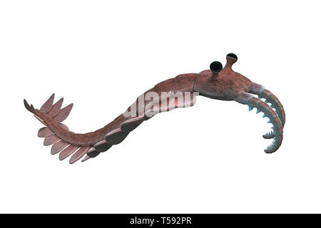 Anomalocaris, Kreatur der kambrischen Periode, auf weißem Hintergrund Stockfoto