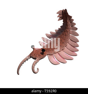 Anomalocaris, Kreatur der kambrischen Periode, isoliert auf weißem Hintergrund (3d-Wissenschaft Abbildung) Stockfoto