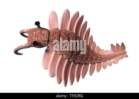 Anomalocaris, Kreatur der kambrischen Periode, Ansicht von oben, isoliert auf weißem Hintergrund (3d-Wissenschaft Abbildung) Stockfoto