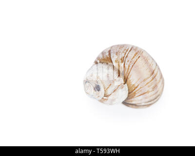 Ein leeres Schneckenhaus auf weißem Hintergrund Stockfoto