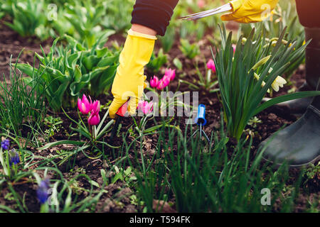 Landwirt Lockerung des Bodens mit der Gabel unter den Frühling Blumen im Garten. Landwirtschaft und Gartenbau Konzept Stockfoto