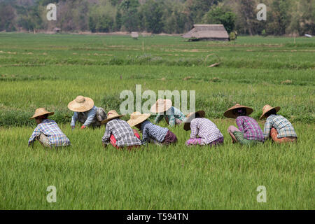 Menschen in einem Reisfeld Feld in der Nähe von Inle See, Shan Staat, Myanmar arbeiten. Stockfoto