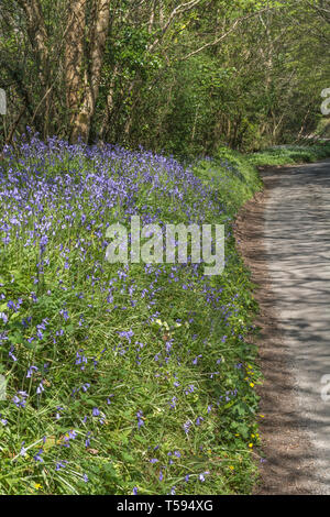 Masse der Bluebells/Endymion non-skriptingunterbrechung wachsenden neben einer landwirtschaftlichen country lane in der Frühlingssonne. Stockfoto