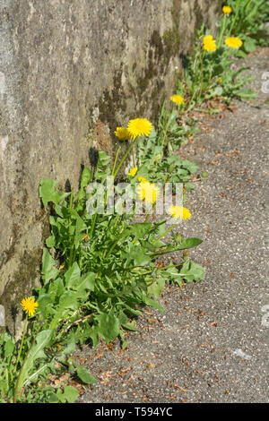 Löwenzahn/Taraxacum officinale Blumen im Springzeit-Sonnenschein gegen Wand und Fußweg. Essbare Blumen. Stockfoto
