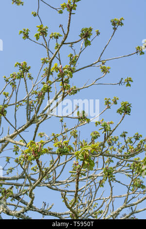 Frühling Blätter japanischer Nussbaum/Juglans ailantifolia. Teile in pflanzliche Heilmittel verwendet/für medizinische Zwecke. Stockfoto