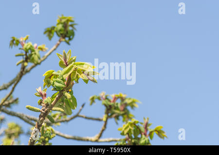 Frühling Blätter japanischer Nussbaum/Juglans ailantifolia. Teile in pflanzliche Heilmittel verwendet/für medizinische Zwecke. Stockfoto