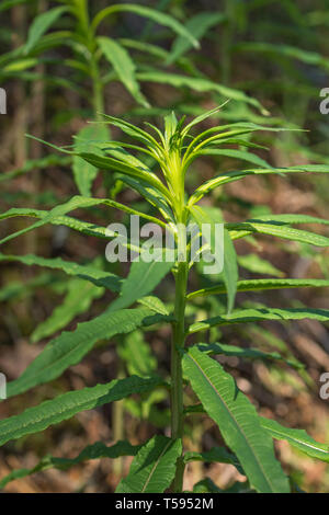 Makroaufnahme der pre-blühende junge Laub Blätter von Rosebay Weidenröschen, Epilobium angustifolium. Die jungen Blätter sind essbar, die das Überleben essen einmal gekocht. Stockfoto