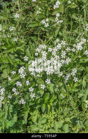 Masse von weißen Blumen der Größer/Sternmiere Stellaria holostea in Ein kornisches Hecke. Heilpflanze einmal in pflanzliche Arzneimittel verwendet. Stockfoto