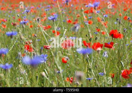 Blumen roter Mohn Blüte auf wilde Feld mit selektiven Fokus Stockfoto