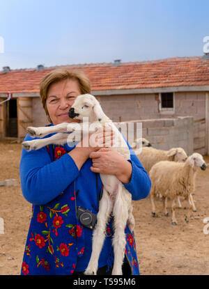 Konya, Turkey-April 14 2019: Ein altes, gut Lächeln, Landwirt, hält in ihrer Hände ihre geliebte weiße Lamm mit Scheune und Schafe im Hintergrund. Konzept der ecol Stockfoto