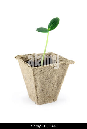 Germ gekeimt Gurke Sämling in einem Papier pot Stockfoto