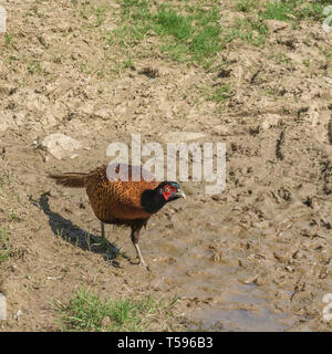 Die geglaubt werden, um die Gemeinsame Fasan/Phasianus colchicus sein. Männliche gamebird Jagd in den Furchen des Feldes. Stockfoto