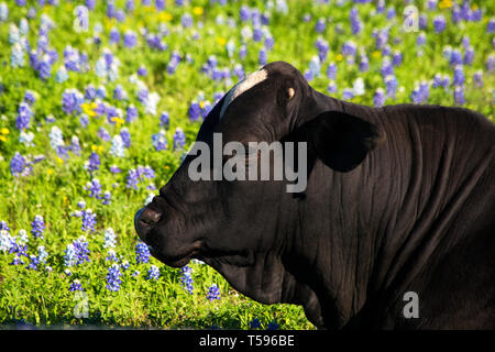 Black Bull im Wilden Bluebonnets in Ennis, Texas Stockfoto