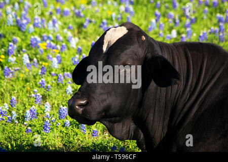 Black Bull im Wilden Bluebonnets in Ennis, Texas Stockfoto