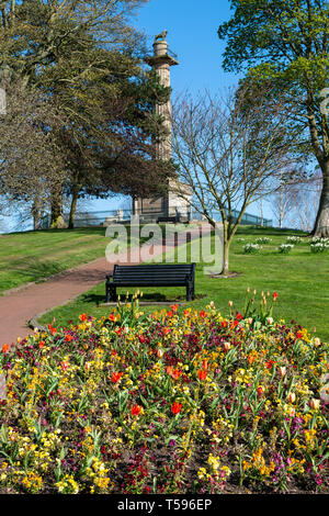 Tenantry Spalte und Percy Löwen in Alnwick, Northumberland, England, Großbritannien Stockfoto