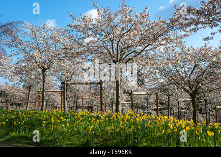 Kirschblüten und gelbe Narzissen in der Kirschgarten in Alnwick Garden, Alnwick, Northumberland, England, Großbritannien Stockfoto