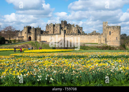 Frühling Farben bei Alnwick Castle in Northumberland, England, Großbritannien Stockfoto