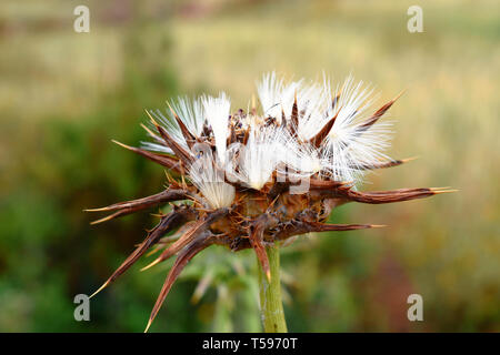 Trockene Mariendistel mit Samen Stockfoto