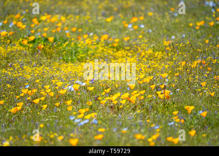 Bereich der gemischt, native Kalifornien Wildblumen in einem Feld. Selektiver Fokus auf ein paar Mohnblumen Stockfoto