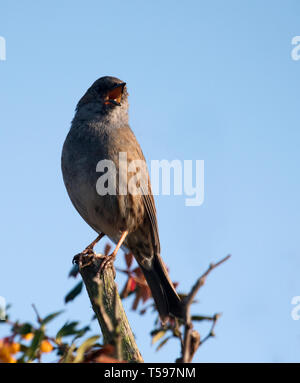 Eine Dunnock (Phasianus colchicus) singen von oben eine Hecke im Frühjahr, Warwickshire Stockfoto