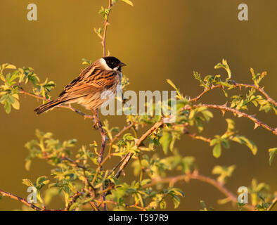 Ein männlicher Rohrammer (Emberiza schoeniclus) auf hawthorn Zweig thront, Oxfordshire Stockfoto