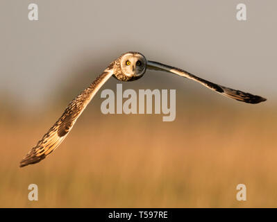 Eine wilde Short Eared Owl (Asio Flammeus) jagt niedrig über Cotswolds Grasland im goldenen Licht bei Sonnenuntergang, Gloucestershire Stockfoto