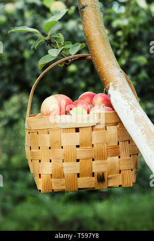 Rote Äpfel im Korb auf dem Baum Stockfoto