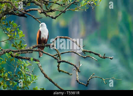 Brahminy Kite, Kadalundi Vogelschutzgebiet Stockfoto