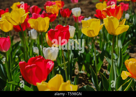 Die roten, weißen und gelben Tulpen in ein tulpenfeld an einem sonnigen Tag Stockfoto