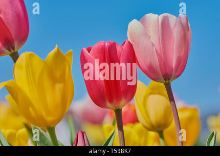 Rosa und gelbe Tulpen gegen den blauen Himmel Stockfoto