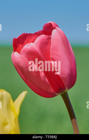 Rosa Tulpe in einem Feld gegen den blauen Himmel Stockfoto