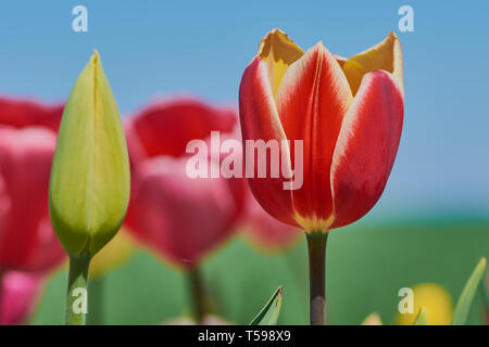 Rot blühenden Tulpen und Tulpe geschlossen auf ein Feld gegen den blauen Himmel Stockfoto