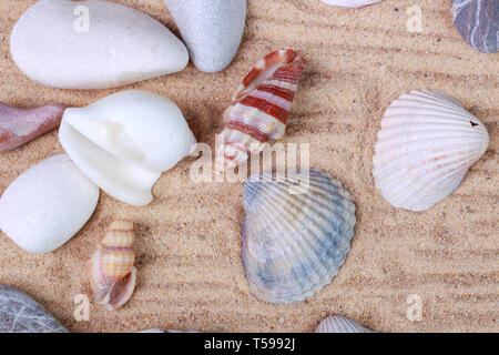 Schöne Muscheln und Steine im Sand Stockfoto