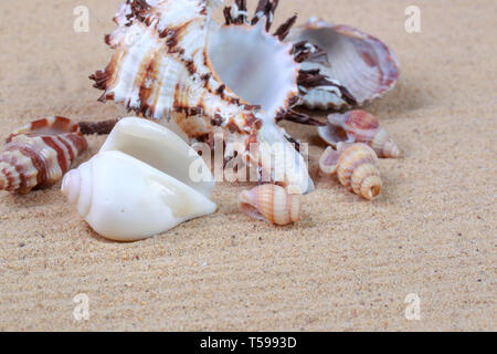 Schöne Muscheln und Steine im Sand Stockfoto