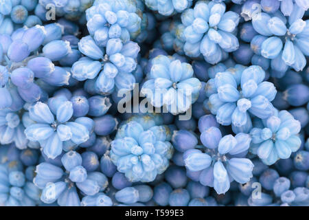 Natürliche abstrakt floral blau Hintergrund oder Blume Textur. Frühling, Sommer Muster. Helle, trendige Farbe, close-up. Stockfoto
