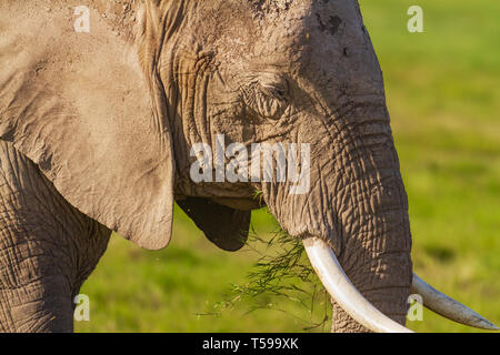 Afrikanischer Elefant Loxodonta africana Seite Profil Essen isst grüne Gras texturierte schlammigen Haut close-up Auge Ohr trunk Stoßzähne Amboseli Nationalpark Stockfoto